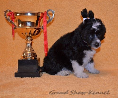 Grand Show I Am Dejavu  Bambo Bear