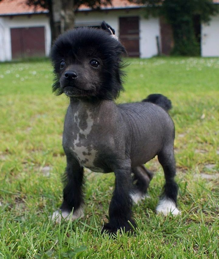Be My Dog's Una-chi