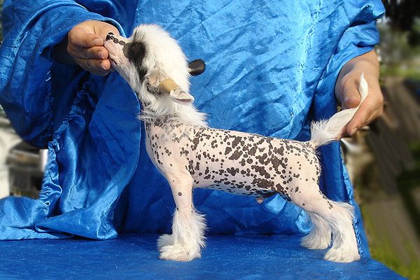 Status Imperial Royal Flush