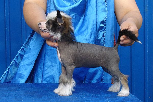 Status Imperial Ramona