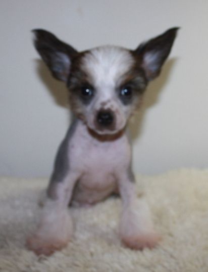 Beau Monde Kado Kitaiski Potselui