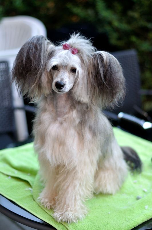 Oblivion All shall perish