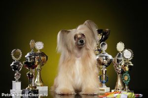 Etual Ciron Fantastik Kanis Star