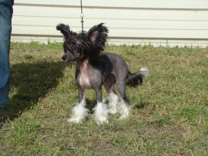 Alek's Ulana Fen Chin Black Queen