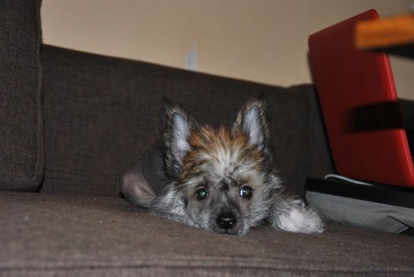 Lorierik Little Happiness