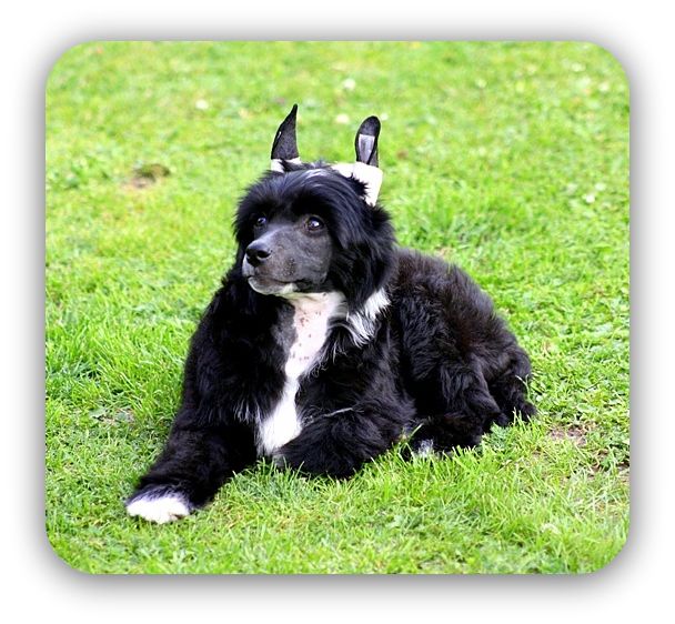 Black King of Diamonds