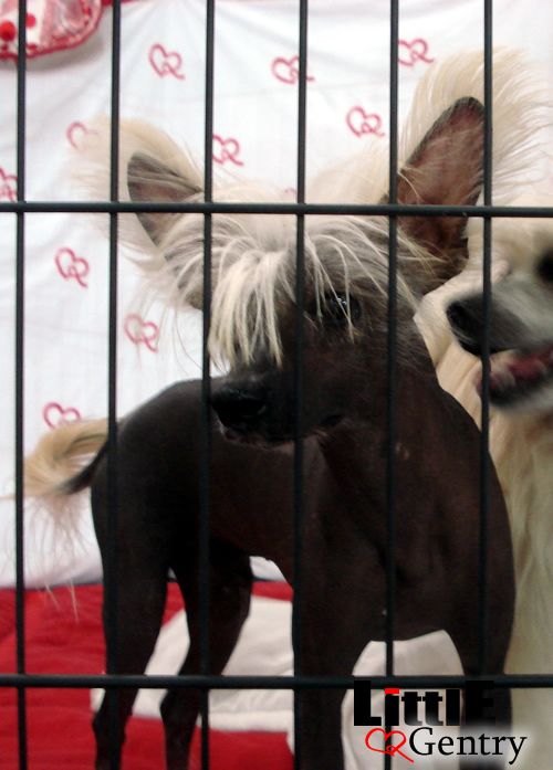 William of Little Gentry