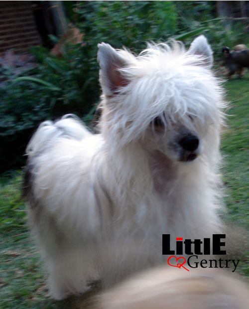 Rosse of Little Gentry