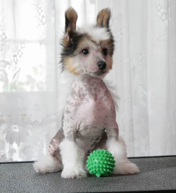 Alfa Laval We Are The Champions