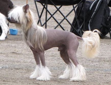 Amelion's Rush to C-me