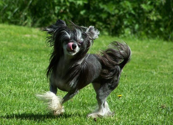 Amelion's Rumpelstiltskin