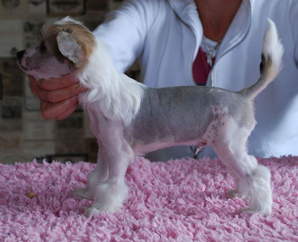 Suanho's Sleeping Wolf