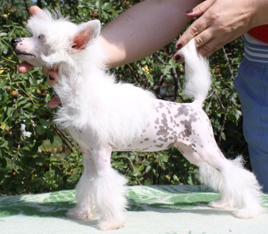 Angel O' Check Prima Premier Mari.