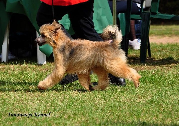 Sasquehanna (FCI)  Dobranocek