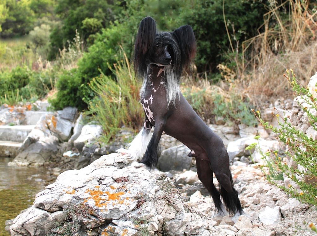 Volshebnaja Loshadka Elvin