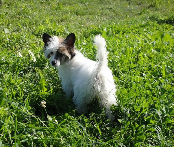 Volshebnaja Loshadka Elis