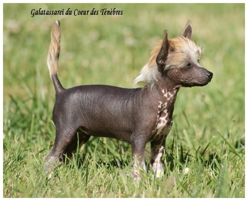 Galatassarei Du Coeur Des Tenebres