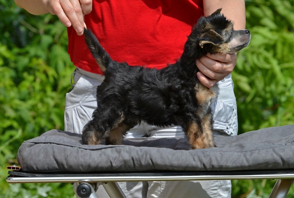 Zlato Dinastii Pasodoble