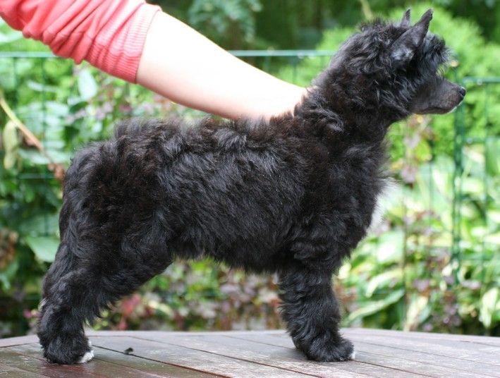 Maybell's Just Black Dream