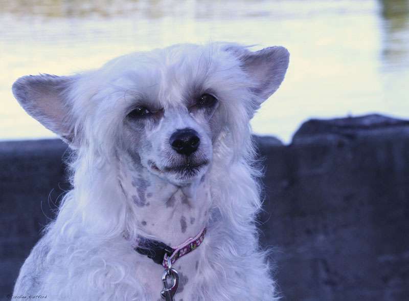 Xodix Extra Exceptional