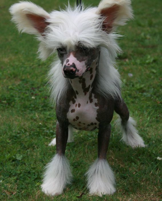 Vanitonia Born This Way for Tteswood