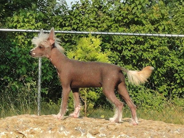 RaggleRocks Be Still My Heart