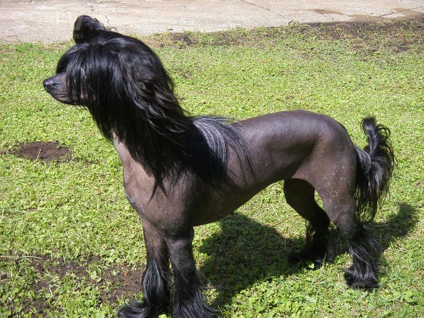 Galaxy Goldensyrop Tang Of The Kanis