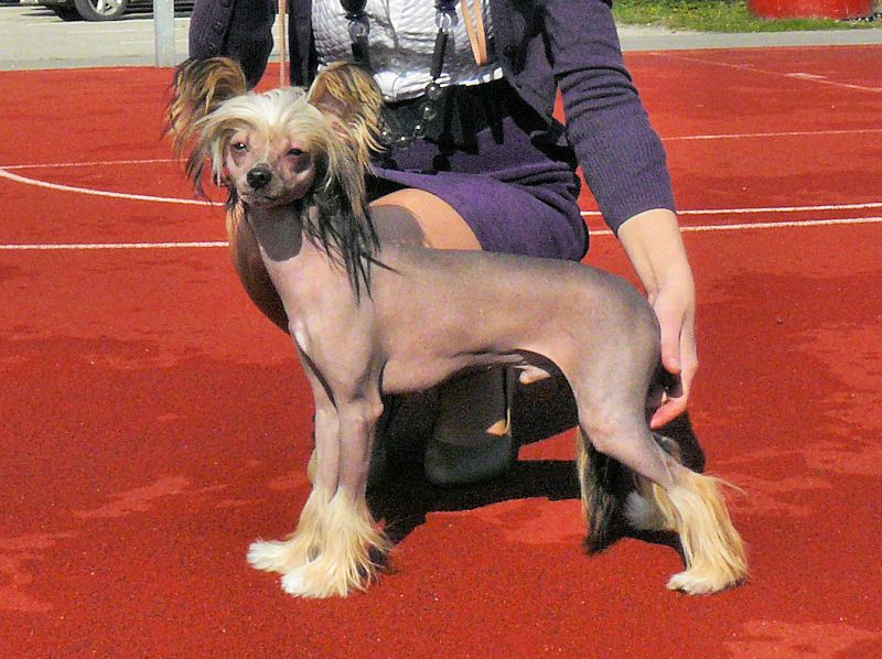 Robert Scurvy Nadobnisie i koczkodany