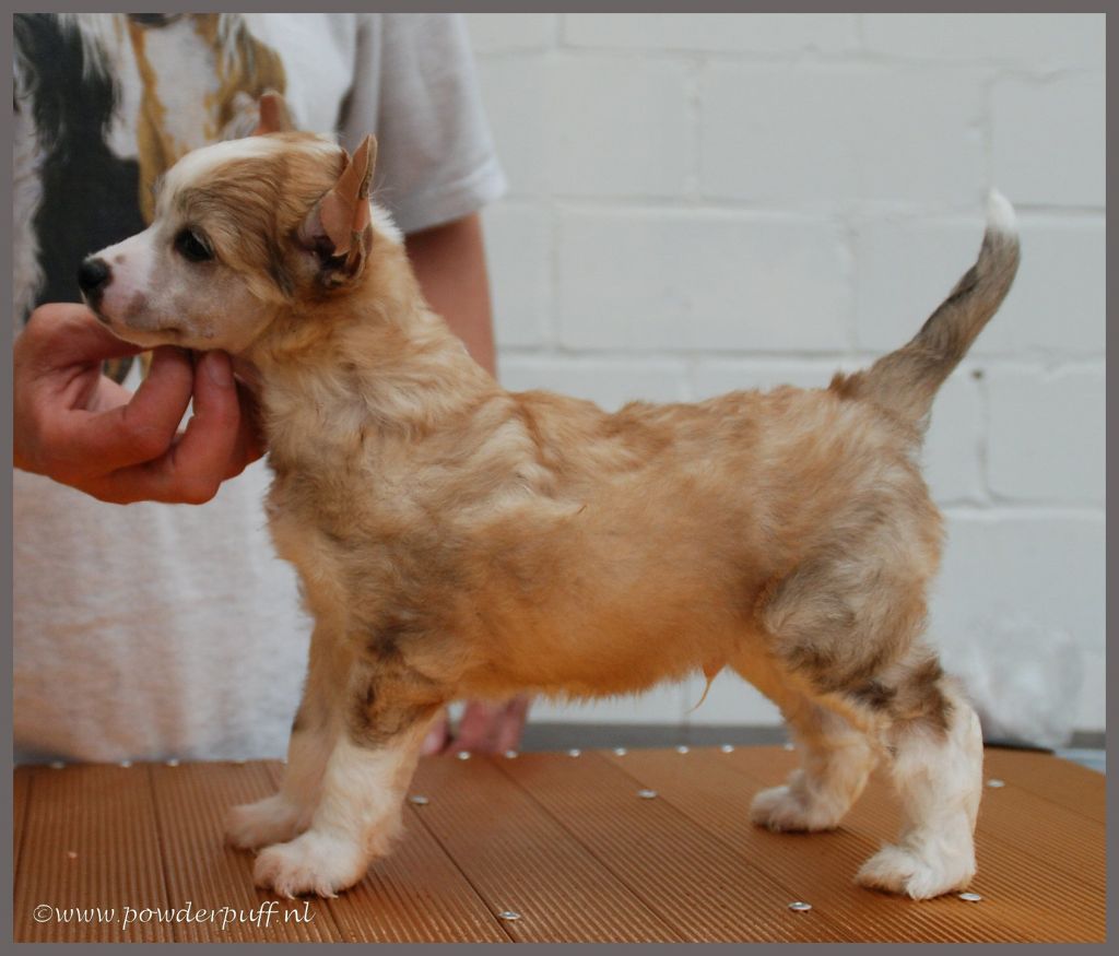 The Good Life of Roxy's Pride