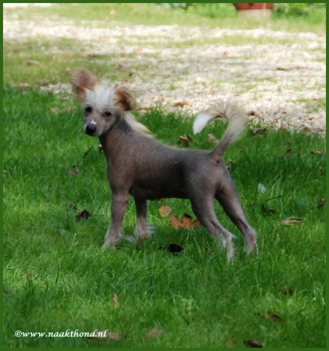 Det Goda Livet of Roxy's Pride