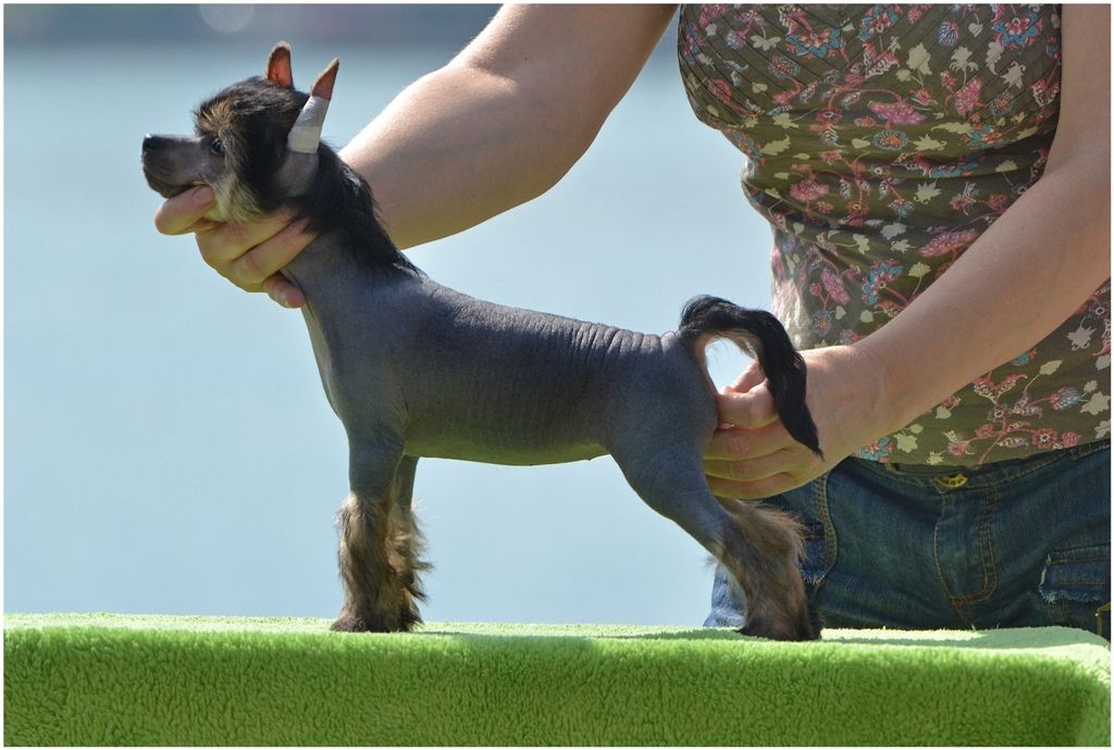 Zlato Dinastii Rocket Queen