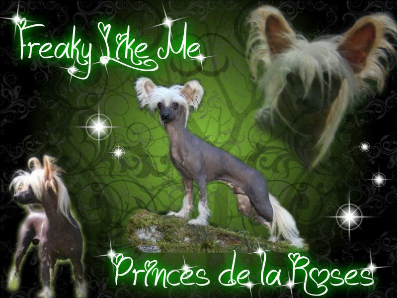 Freaky like Me Princes de la Roses