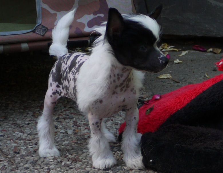 Europa Little Charmings