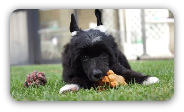 Calvin  King of Diamond  