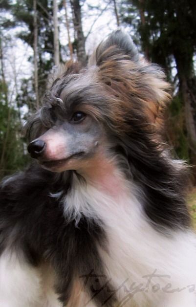 Tippytoes Groovy Kinda Lovin