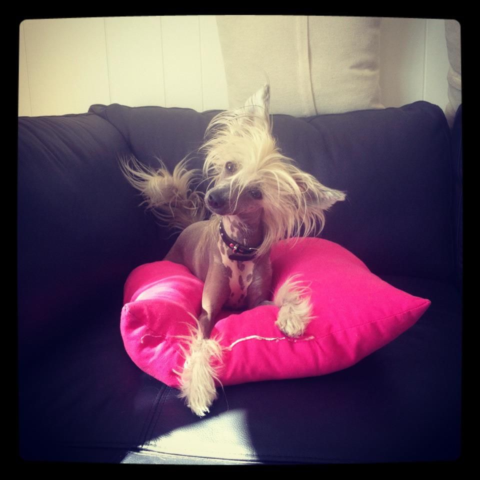 K9Madness Galaxy Glimmer