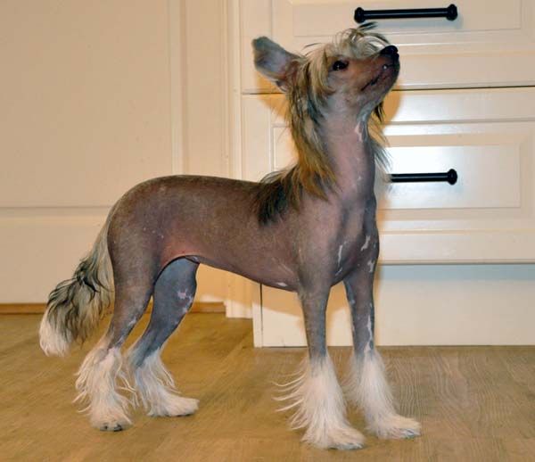 K9Madness Goddess Gaia