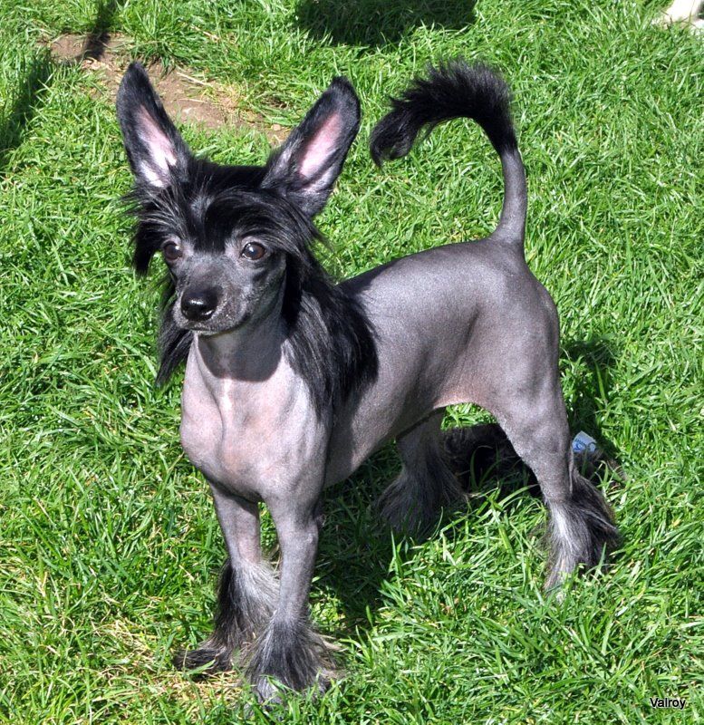 Scherzando Miss Adelaide