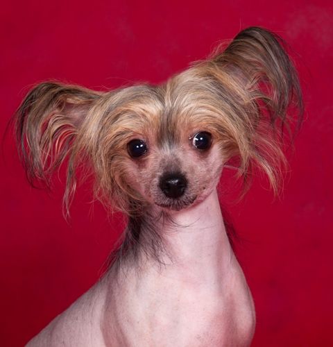 Dogland Happy Evgenika