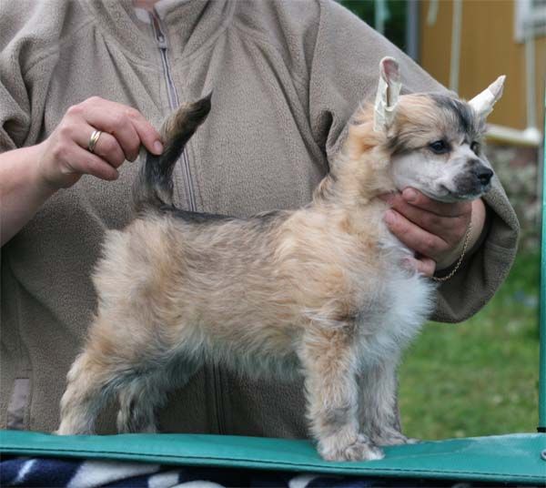 Sippelins Man In The Mirror