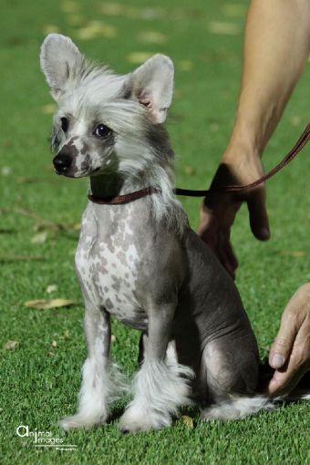 Mohawk Flirt Without A Skirt