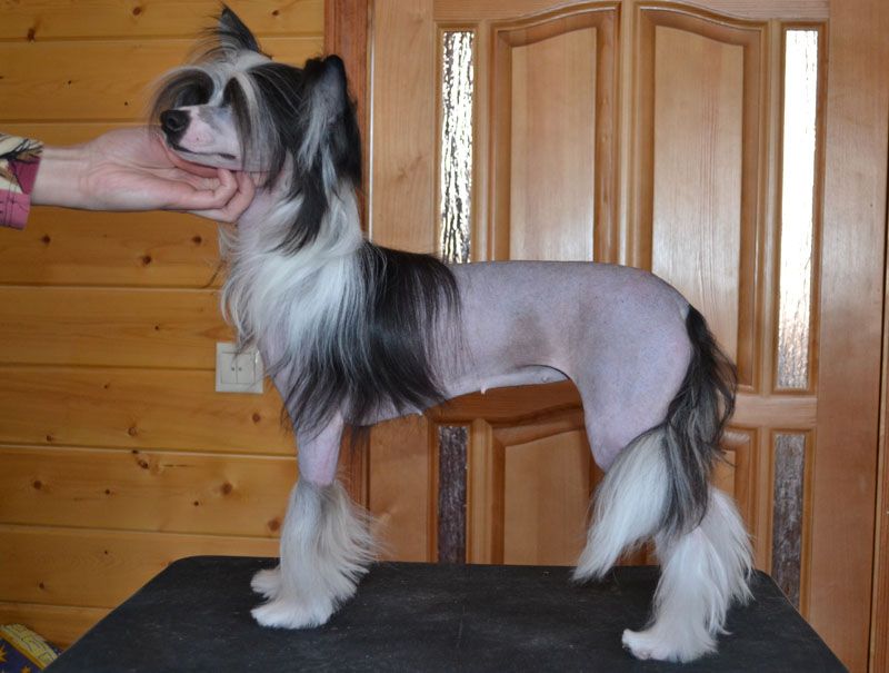 Vellar Pljus Danniella