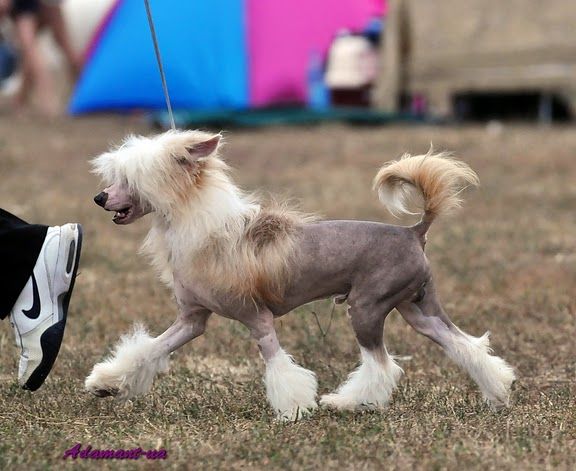 Latte of Solo Minodora