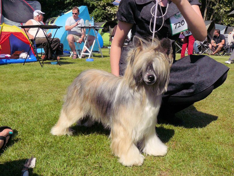 Merdal Nadobnisie i koczkodany