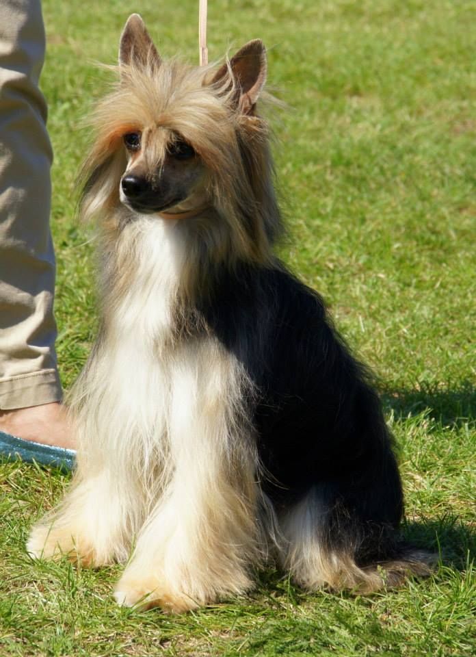 Moskitta Nadobnisie i koczkodany