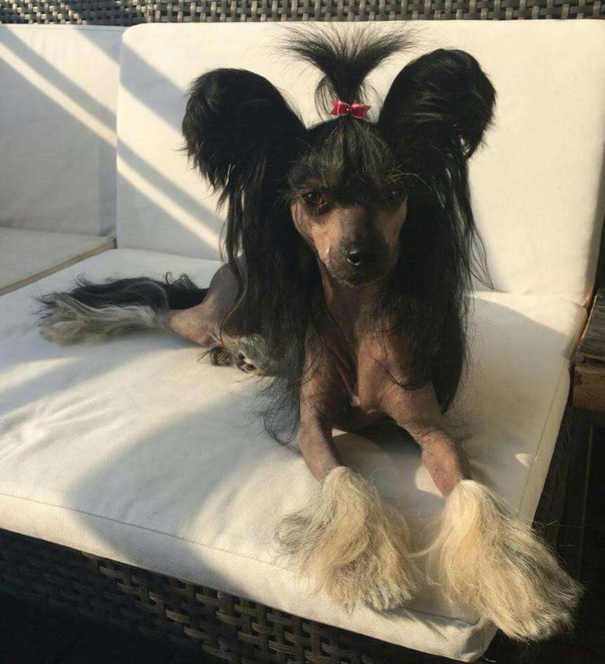 C-herry Mon Milfra-moravia  2021