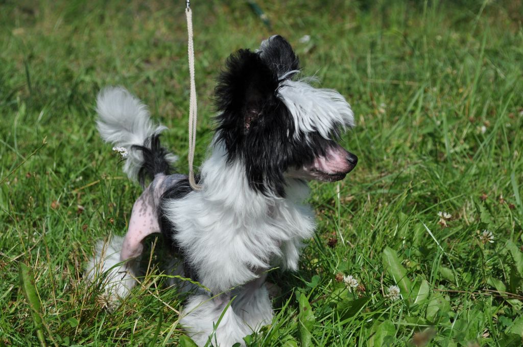 Grigorian  Rialty Melayke