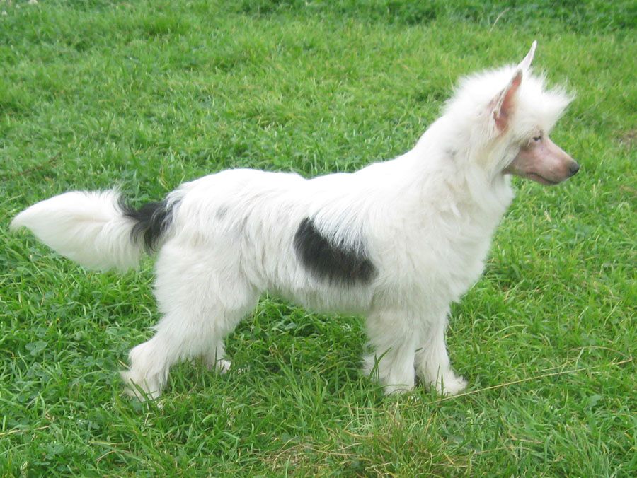 Angel O' Check Duenia