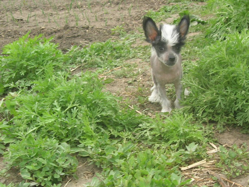 Rovanni Djekattolo Helen Keller