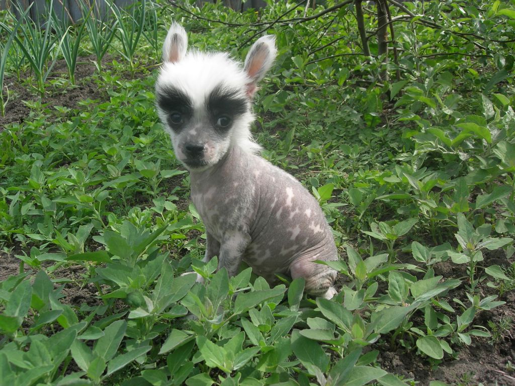 Rovanni Djekattolo Halle Berry